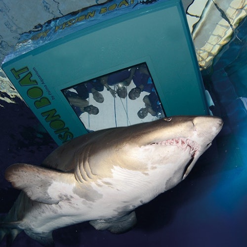 Palma Aquarium Entrance + Backstage + Shark Vision Boat
