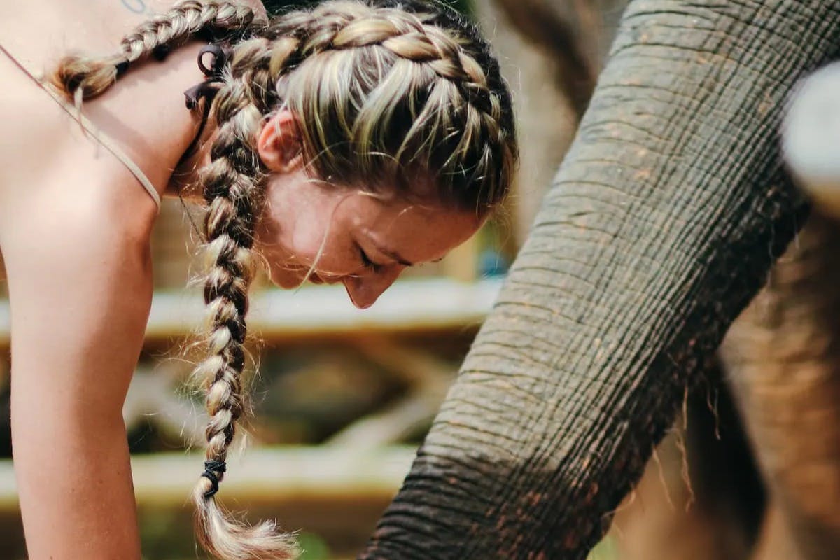 코끼리에게 먹이 주기