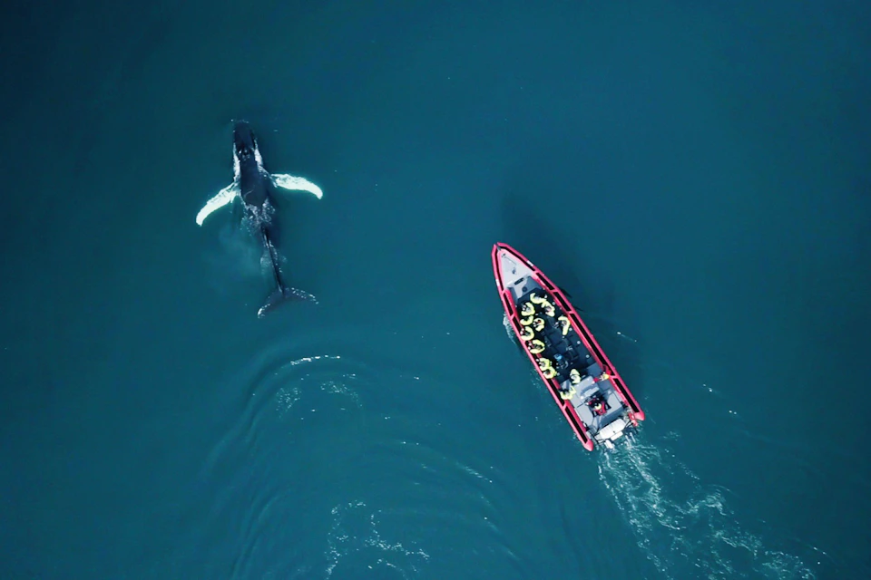 Humpback whale drone footage - RIB speedboat tour in Húsavík, North Iceland