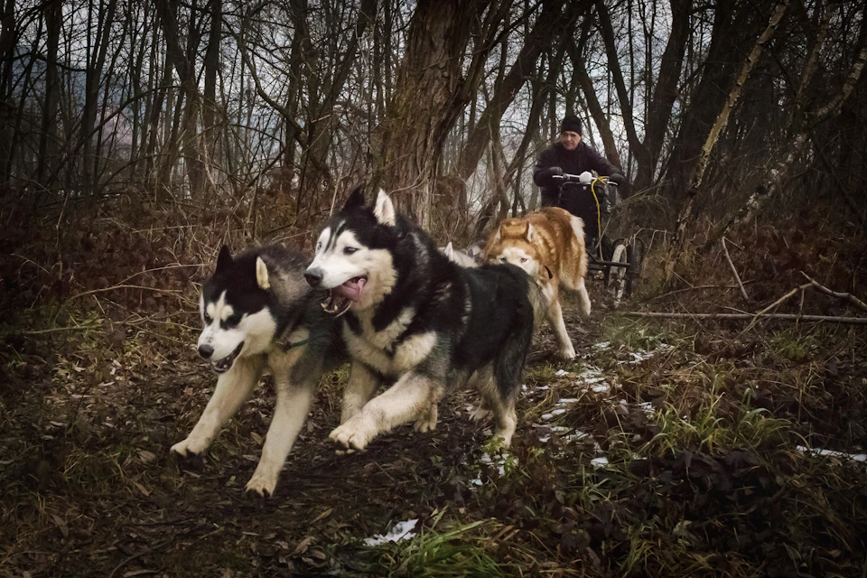 Dogs