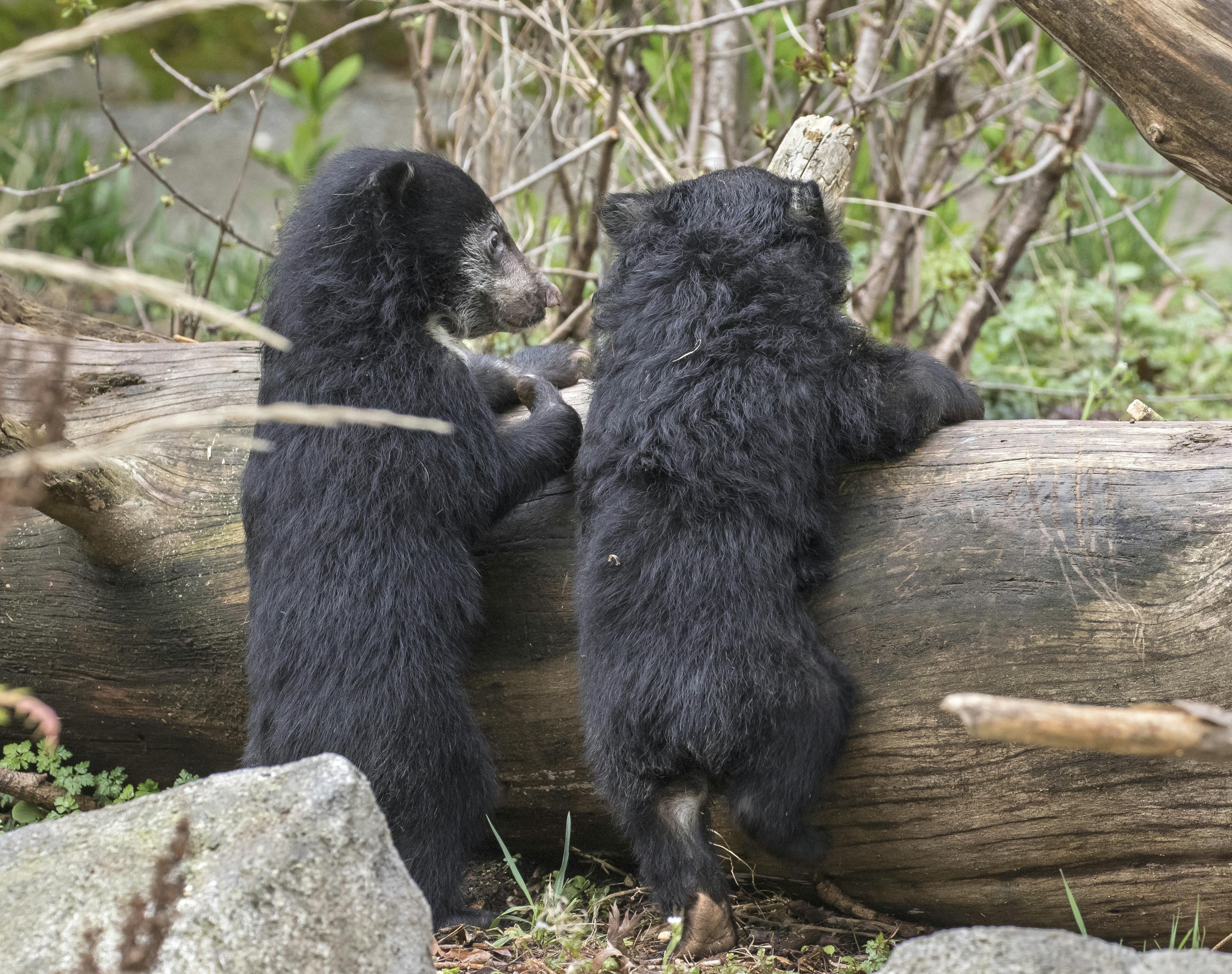 Two bear cubs standing on their hind legs, leaning against a log in a wooded area.