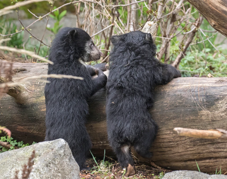 Two bear cubs standing on their hind legs, leaning against a log in a wooded area.