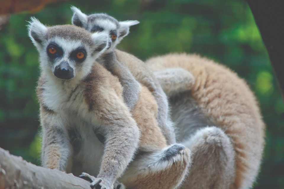 lemur