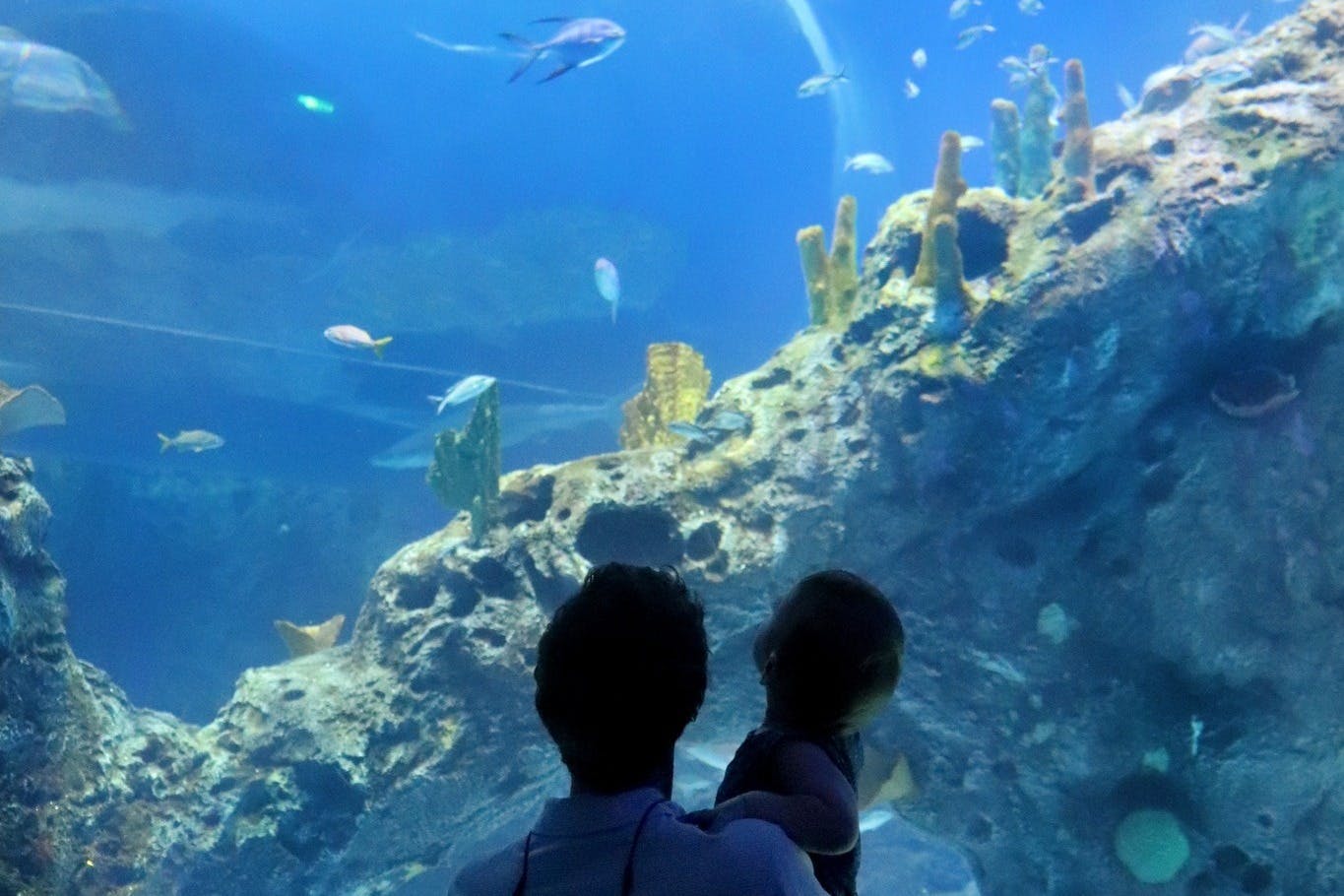 Aquarium du Mississippi