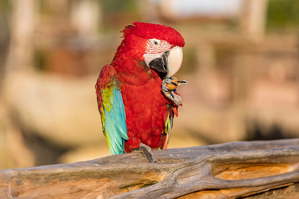 Ara released in the large immersive aviary