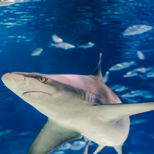 Barcelona Aquarium: Flexi-Ticket - Photo 9
