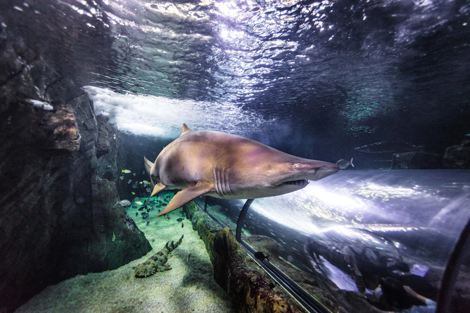 A large shark swims in an aquarium tank with rocks and sand at the bottom, and other fish are visible in the background.