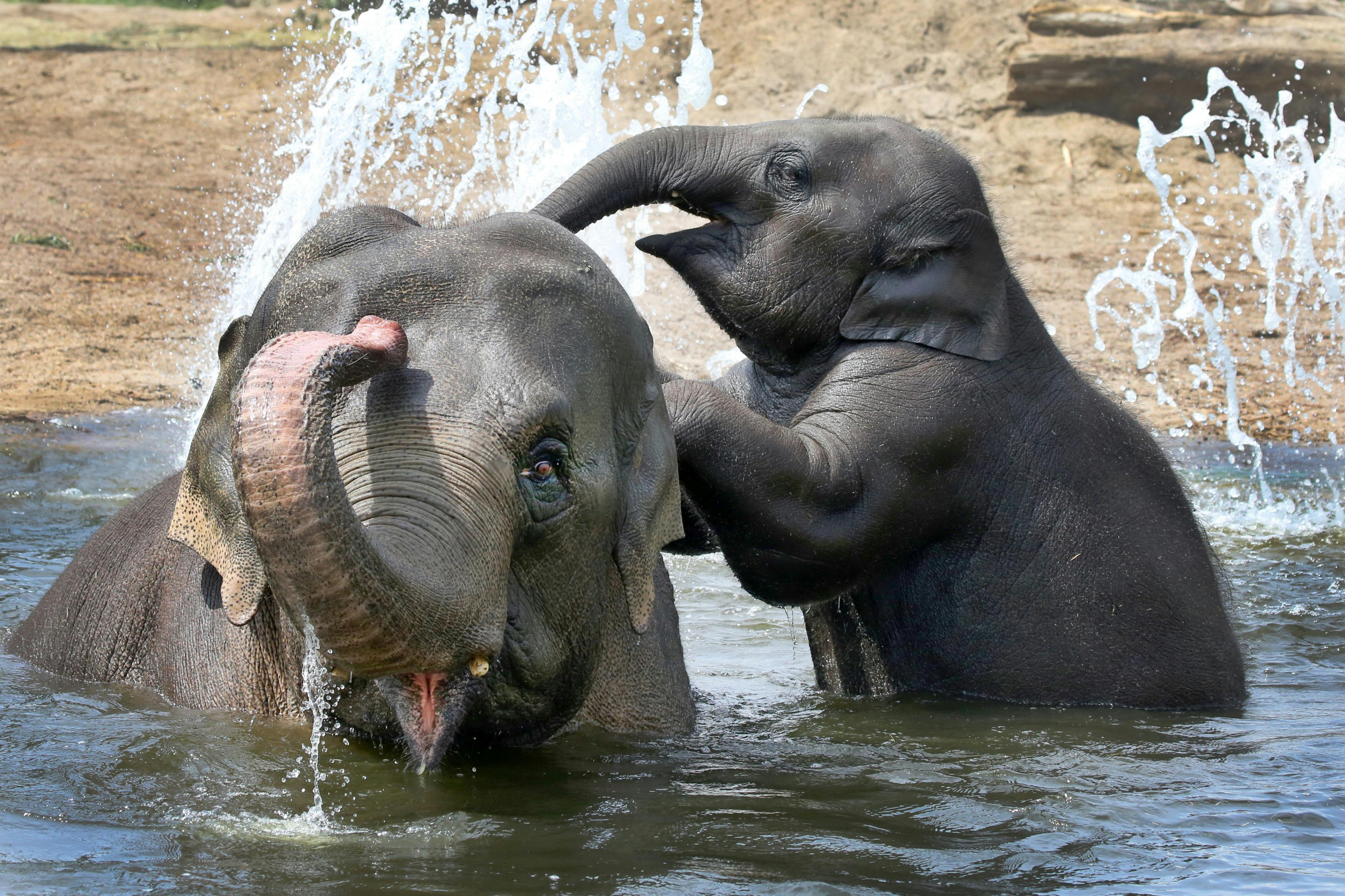 Photo d'éléphants chez ARTIS