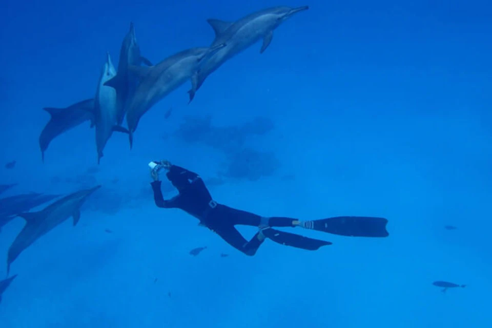Marsa Alam Dolphin House