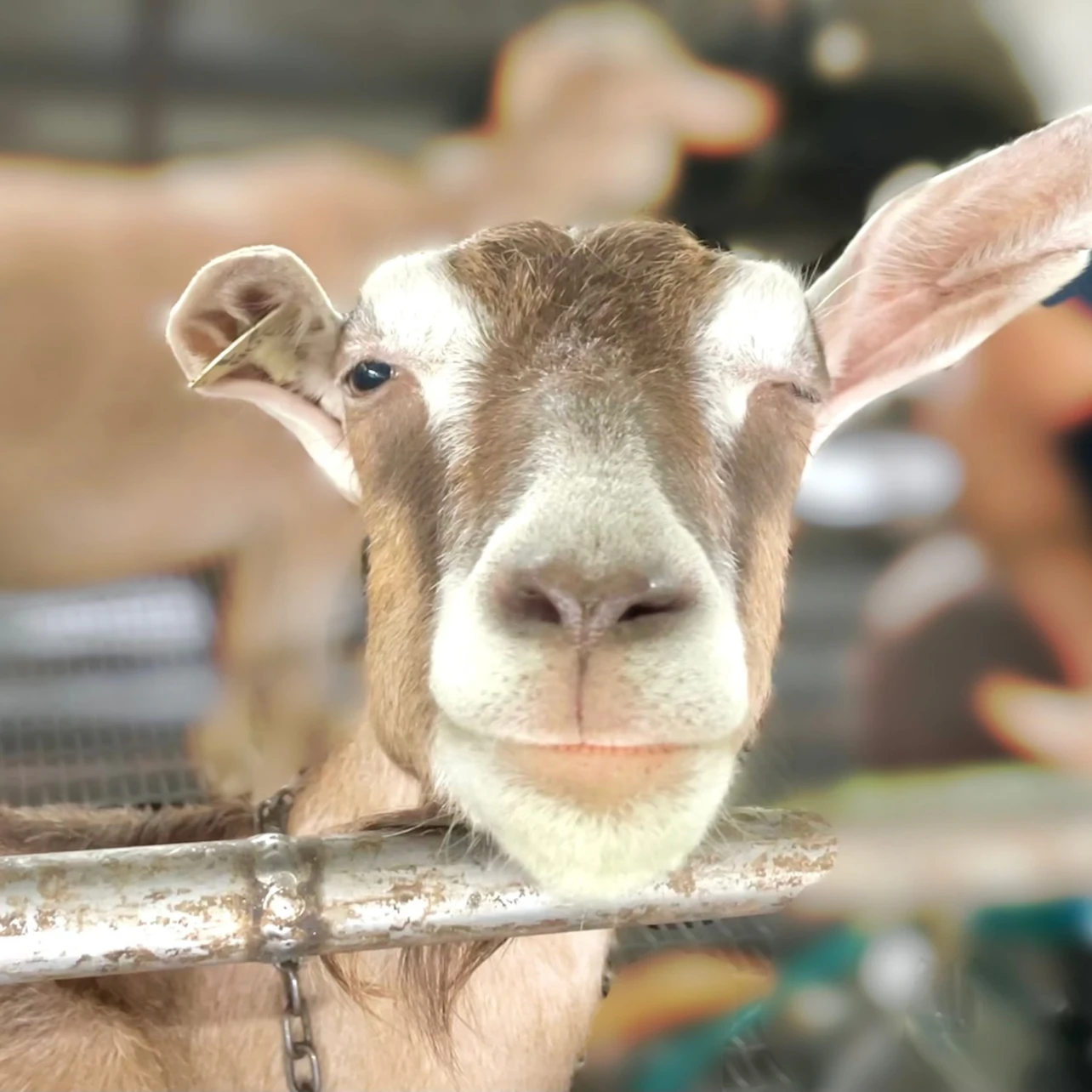 A goat close-up looking at the camera, with a blurred background of a barn or enclosure.