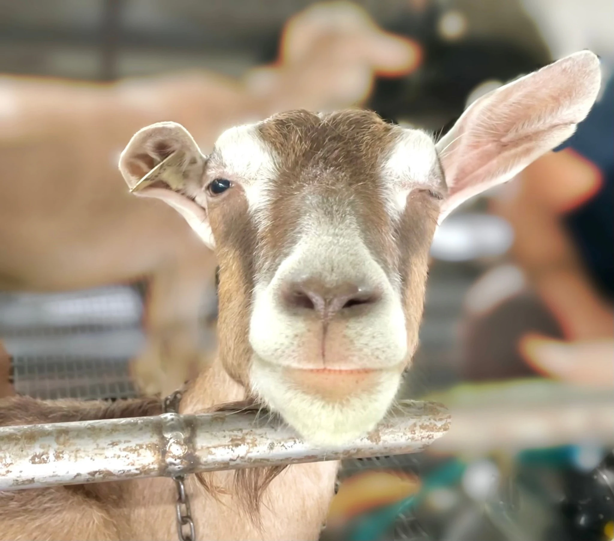 Yinong Ranch Yilan: Admission Ticket