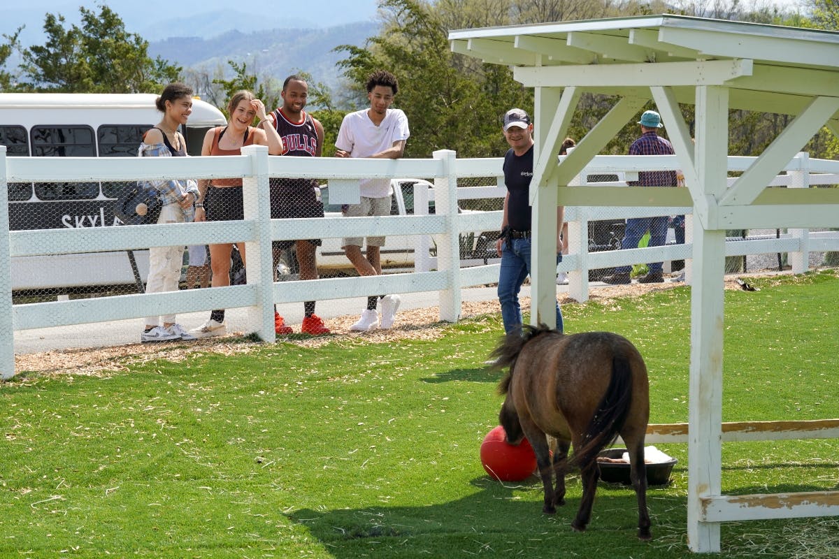 Four people lean on a white fence, watching a pony with a red ball in a grassy area. A fifth person stands nearby.