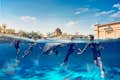 Parc aquàtic Aquaventure - Atlas Village: natació amb delfins