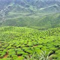 Visite a plantação de chá