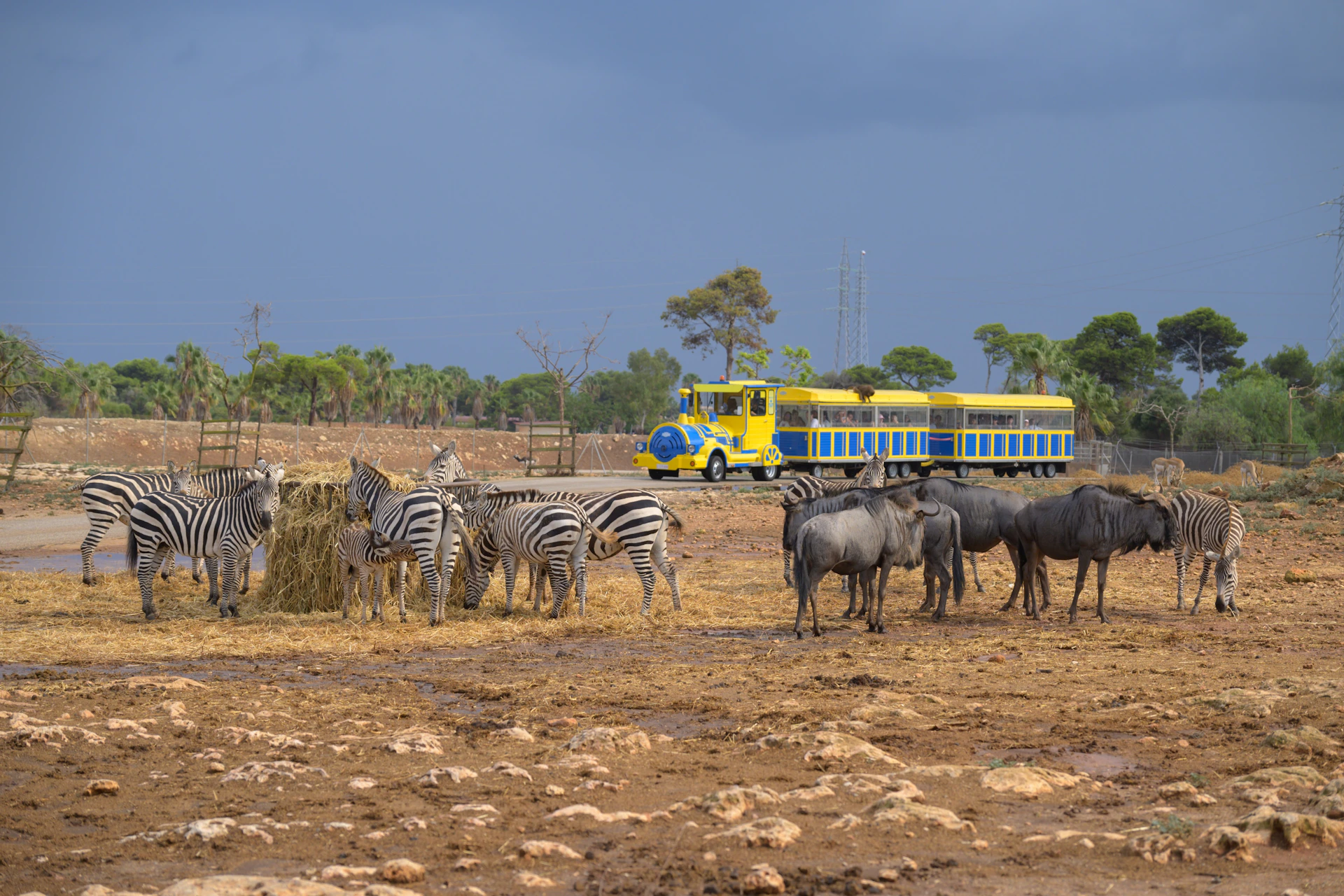 Zebras and wildebeests in a field with a yellow and blue tourist train in the background under a cloudy sky.