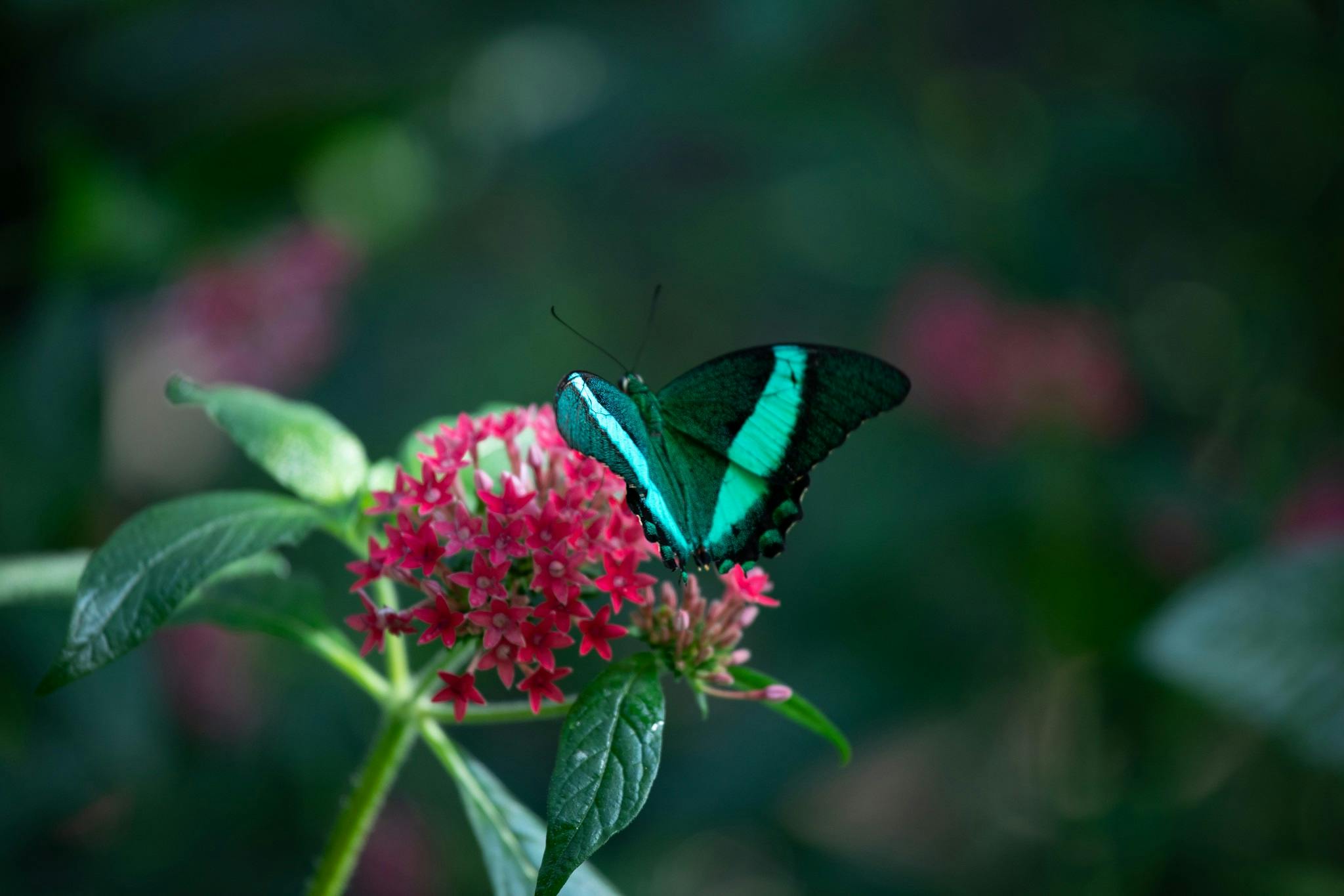 鮮やかなターコイズと黒い蝶が、緑色の葉を背景にした、小さくて明るいピンクの花の集まりの上にあります。