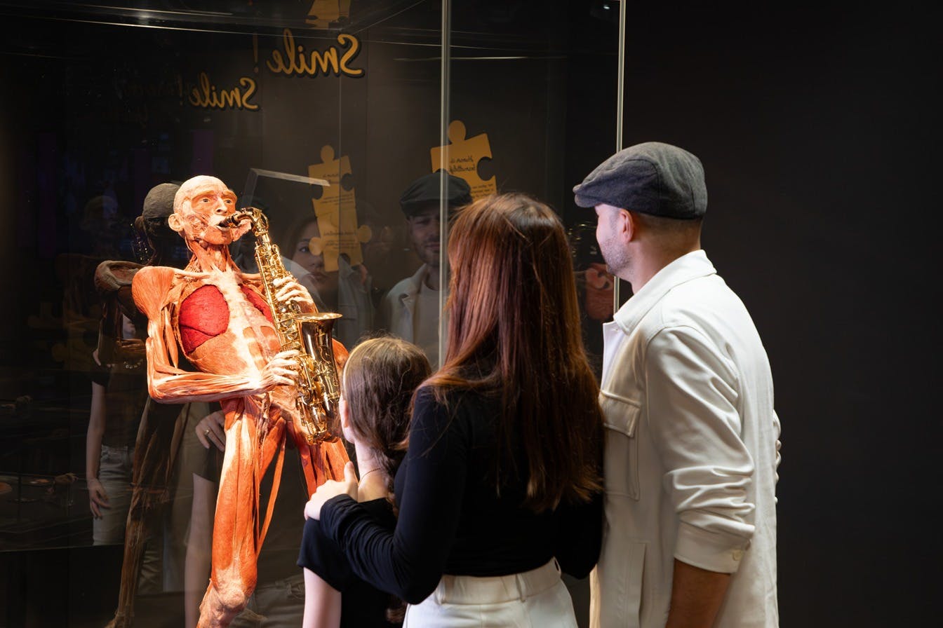 תצוגת מערכות הגוף במוזיאון BODY WORLDS
