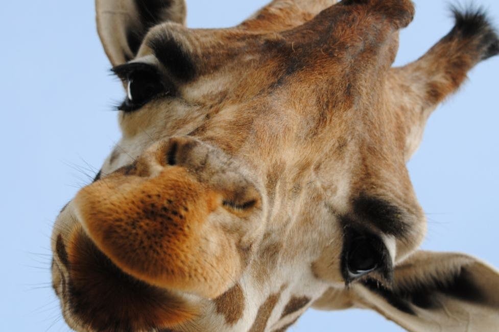 自然野生动物园