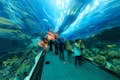 Emaar-underholdning - Dubai Akvarium og undervandsoplevelse: PINGVINBØRNEHAVEOPLEVELSE