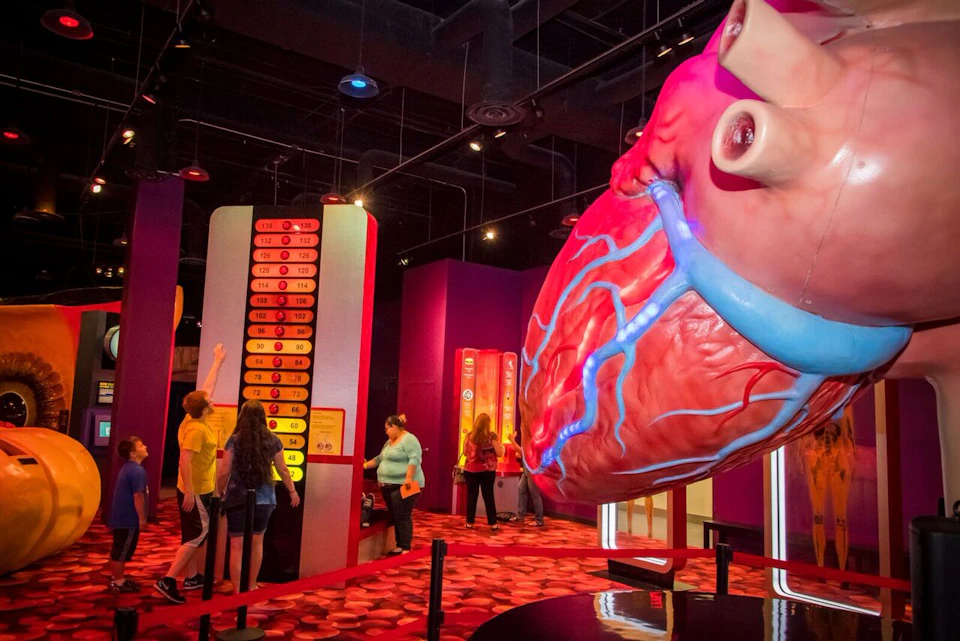 A large heart model with blue and red veins is displayed in a brightly lit museum with visitors in the background.