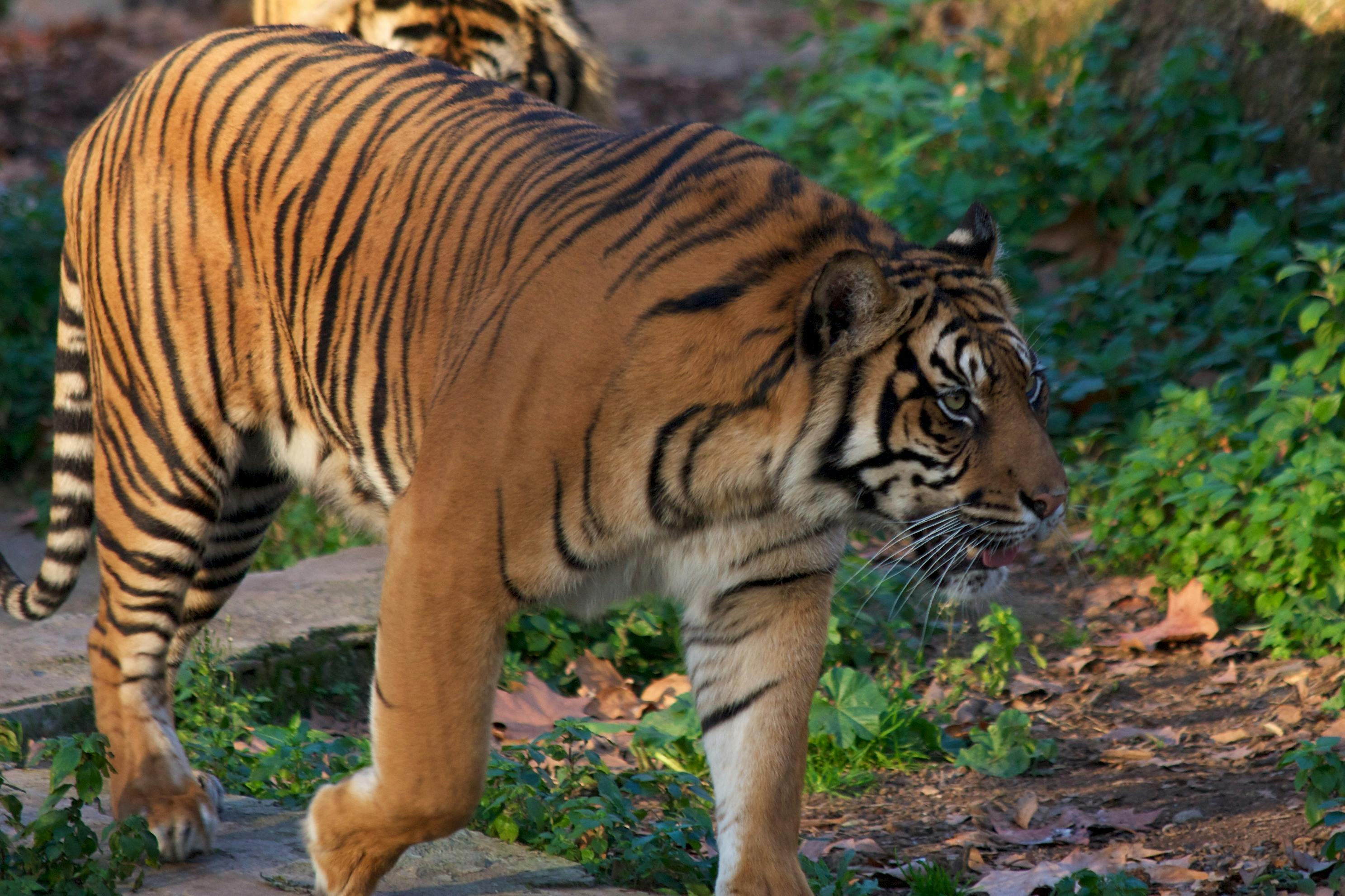 En tiger med orange och svarta ränder går genom ett grönt, lummigt område med en annan delvis synlig tiger i bakgrunden.