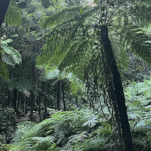Blue Mountains: Bilhete de entrada para o Scenic World + cruzeiro pelo porto de Sydney - Photo 11