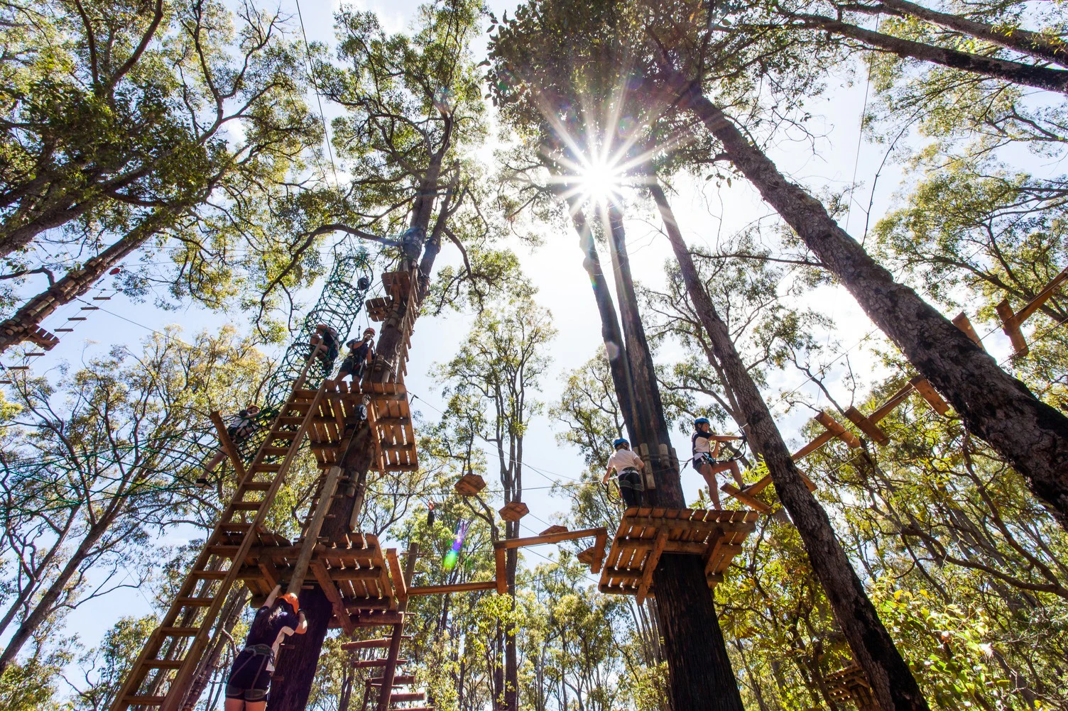 Treerops Treetops Adventure Dwellingup | Book Tickets, Tours & More
