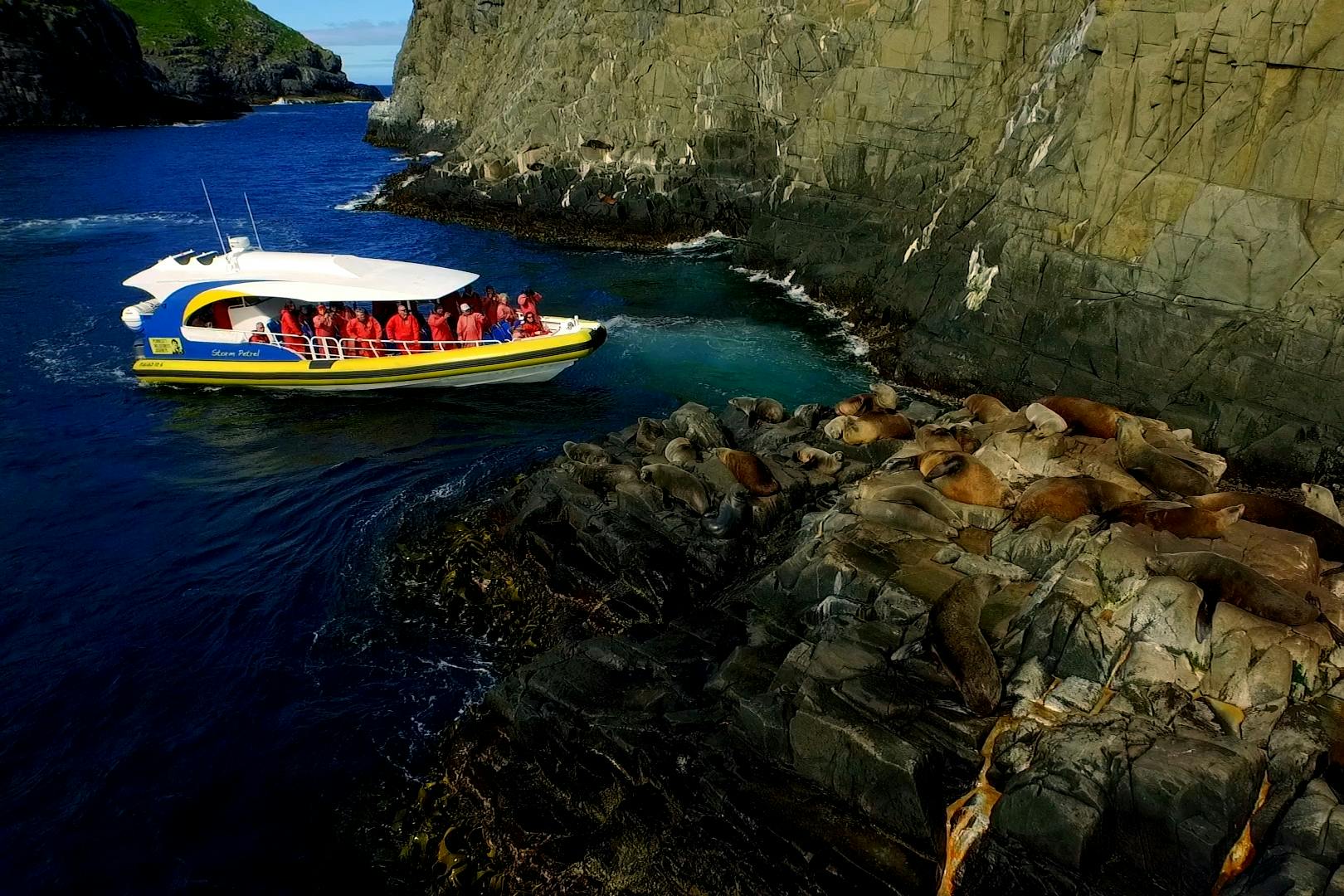 A group of people on a boat observing sea lions resting on rocky cliffs near the water.