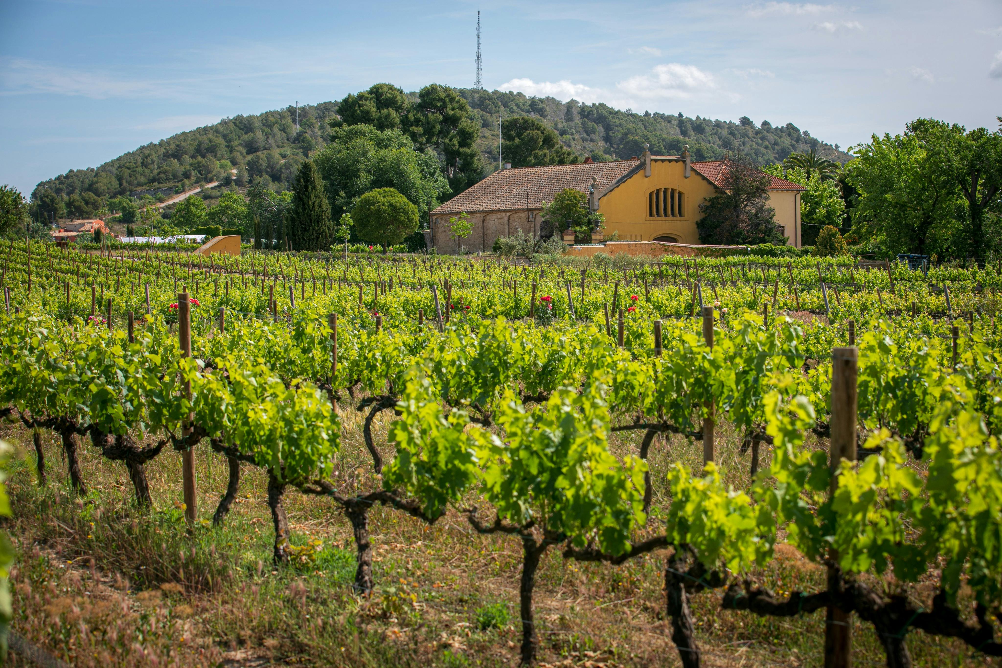 Torres Wineries