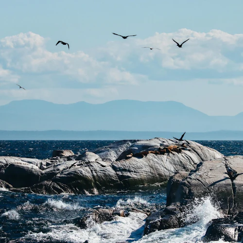 Victoria: Small Group Guided Whale Watching Tour - Photo 8