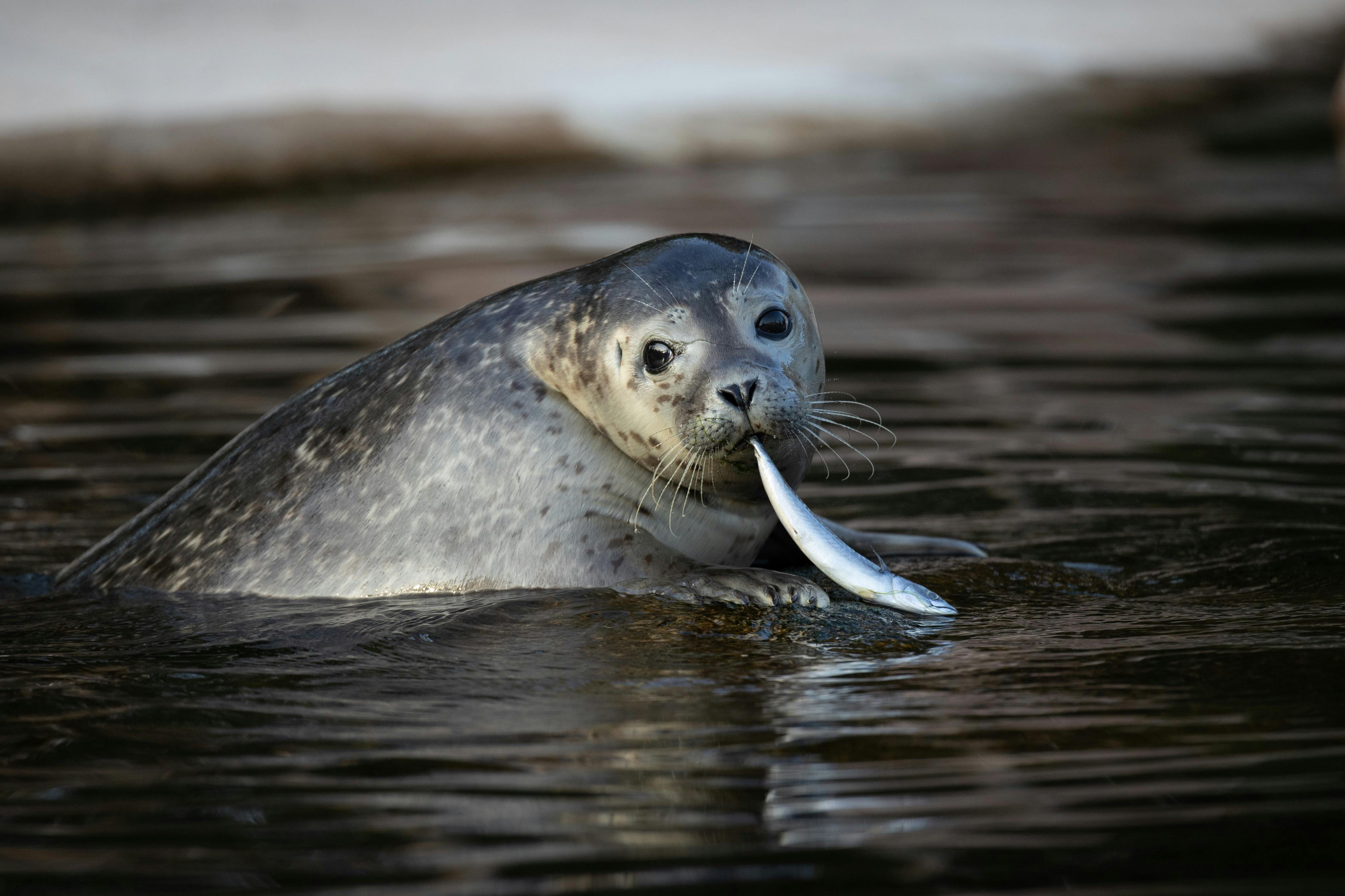 哥本哈根动物园