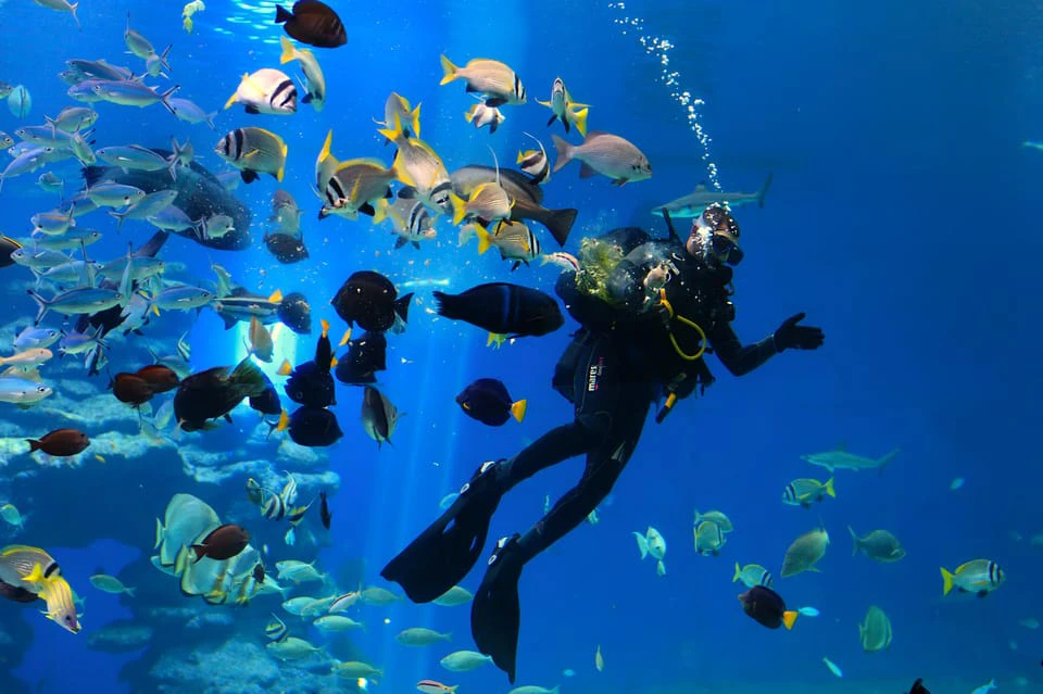 A scuba diver surrounded by colorful tropical fish underwater.