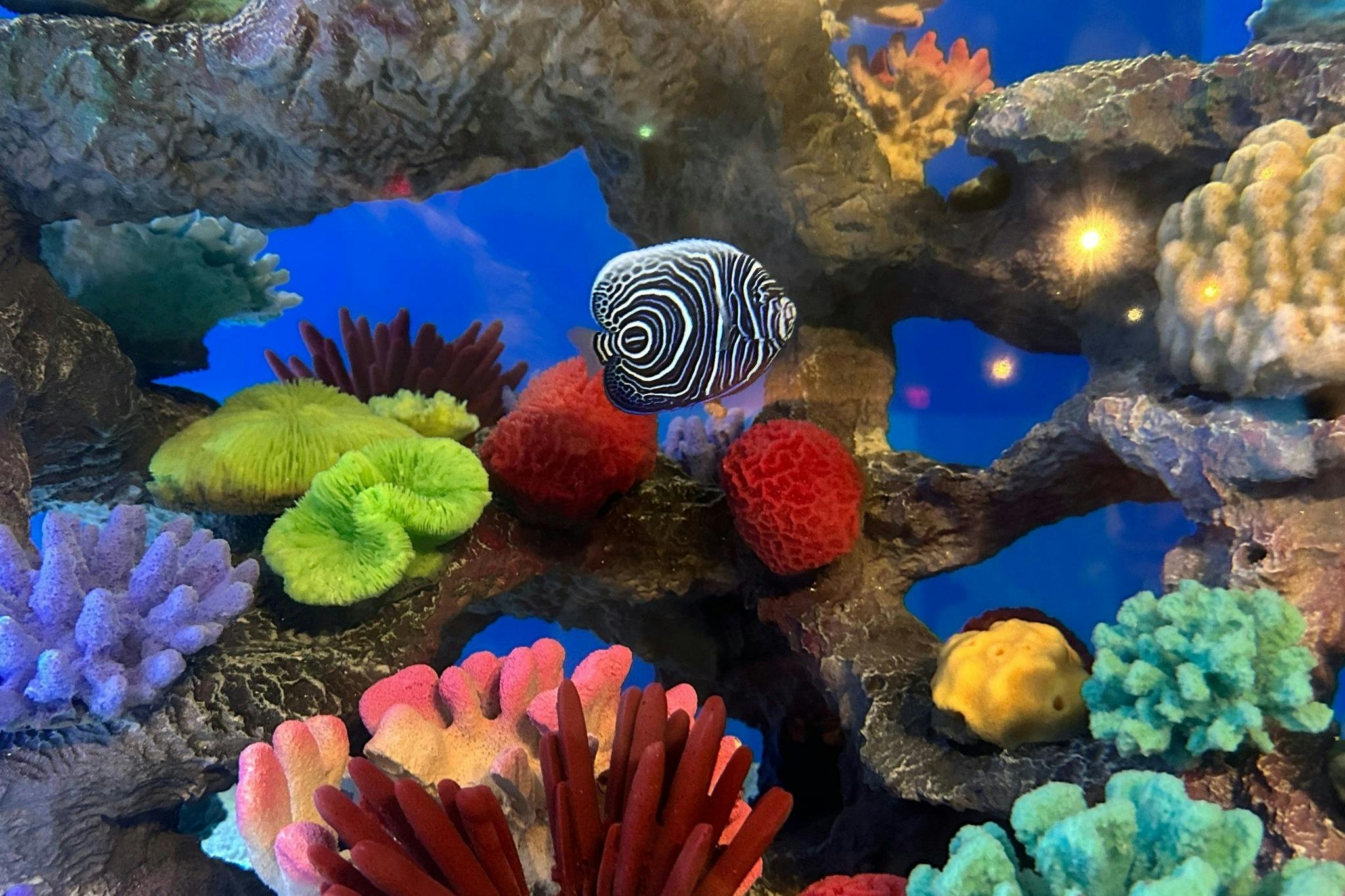 Ripley 's Aquarium of the Smokies συν δύο ή τρία επιπλέον αξιοθέατα