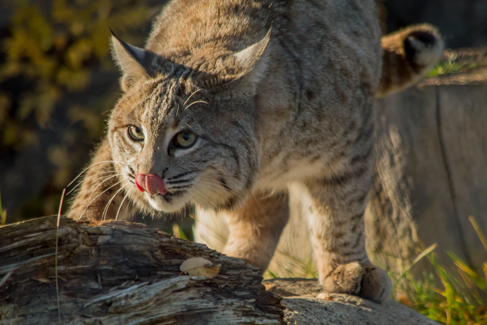 A bobcat with light brown fur and black streaks licks its nose as it climbs over a fallen tree in a natural setting.