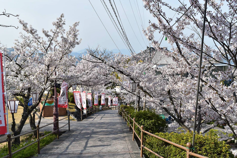 A paved walkway lined with cherry blossom trees in full bloom, banners, and wooden railings on a sunny day.