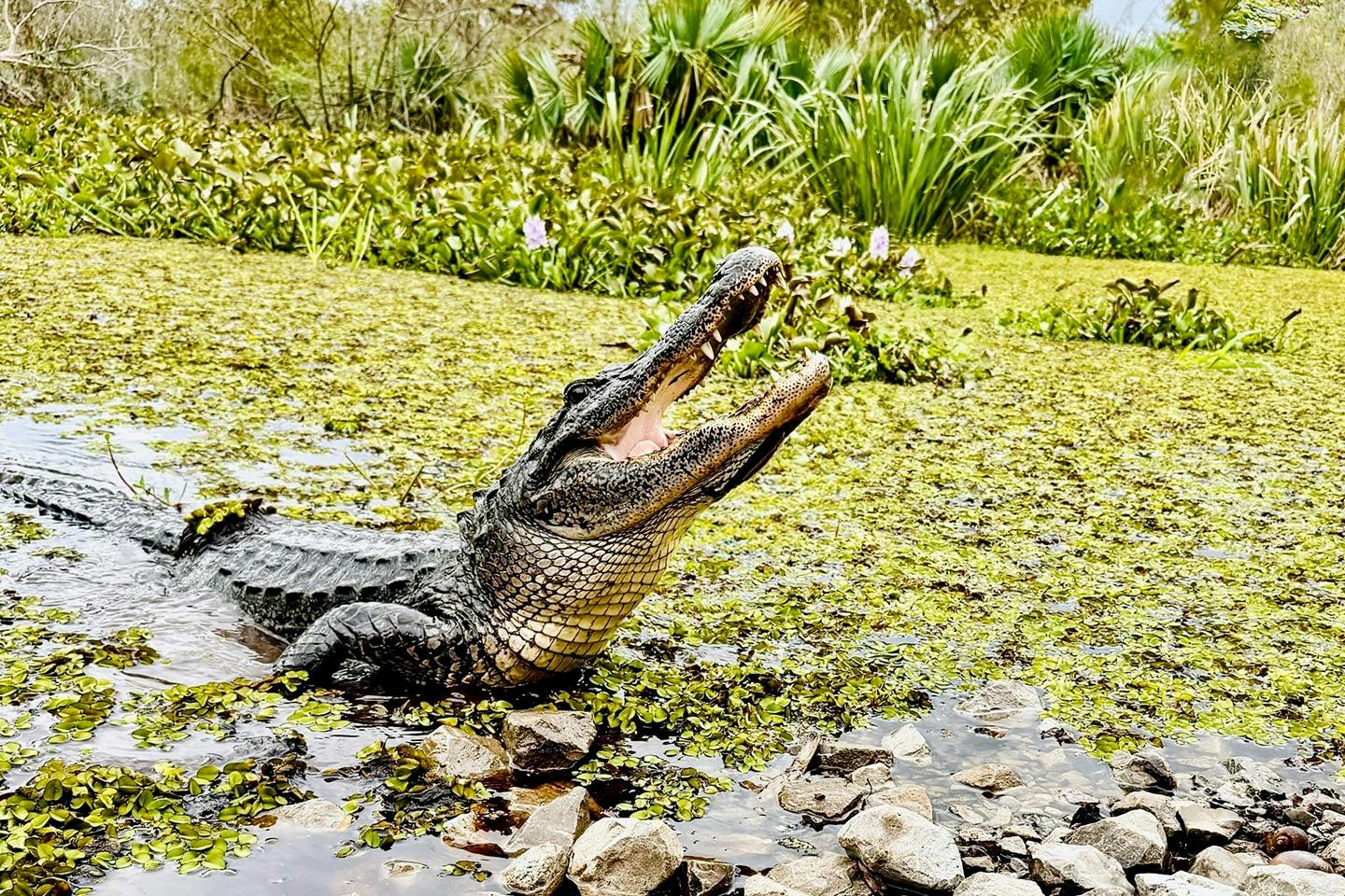 New Orleans: Swamp Guided Large Airboat Tour + Roundtrip Transport - Photo 2