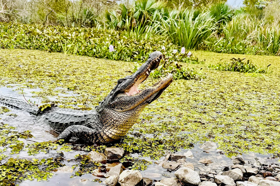 An alligator in a marsh with its mouth open, surrounded by aquatic plants and rocks in the foreground.