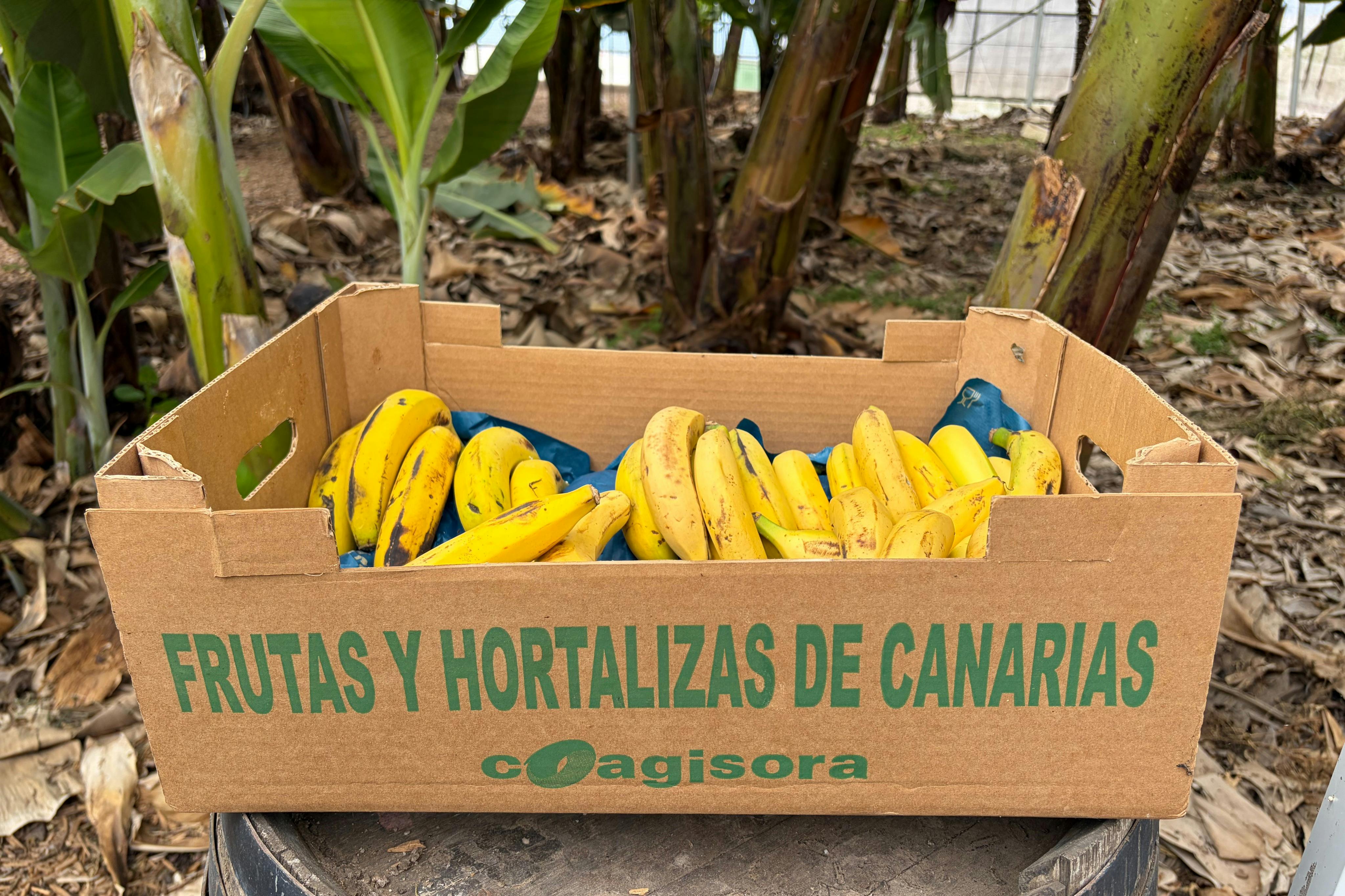 Ein Karton mit der Aufschrift "Frutas y Hortalizas de Canarias", gefüllt mit gelben Bananen, der im Freien in der Nähe von Bananenstauden steht.
