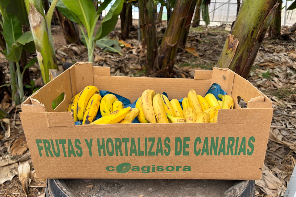 A cardboard box labeled "Frutas y Hortalizas de Canarias" filled with yellow bananas, placed outdoors near banana trees.
