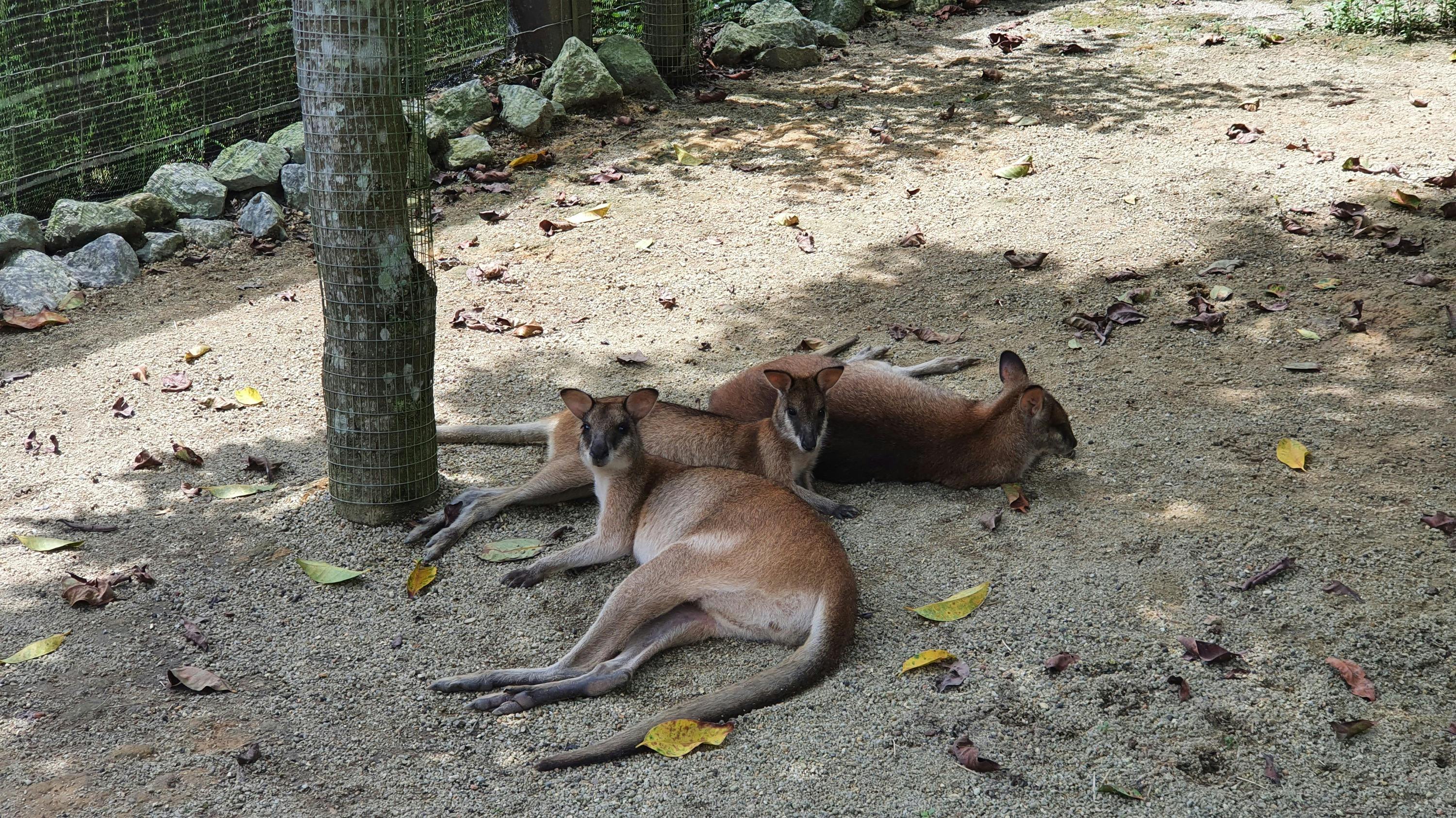 Three wallabies resting on the ground in a shaded outdoor enclosure with scattered leaves and a fence in the background.