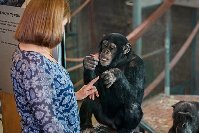 A person interacts with a chimpanzee through a glass enclosure, both pointing towards each other.