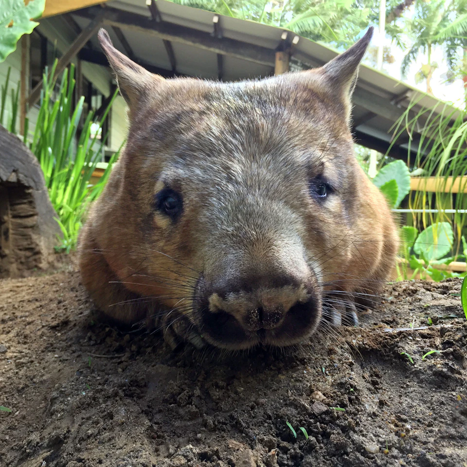 A wombat lies on the ground in a lush, green outdoor environment with foliage and a structure in the background.