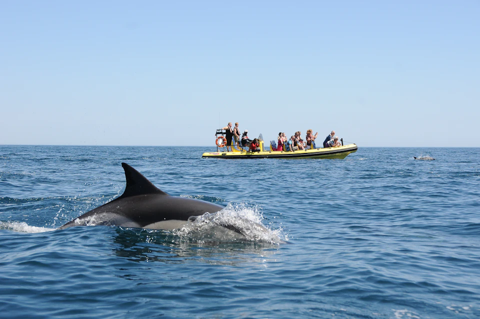 People on a yellow boat watch a dolphin swimming in the ocean under a clear blue sky.