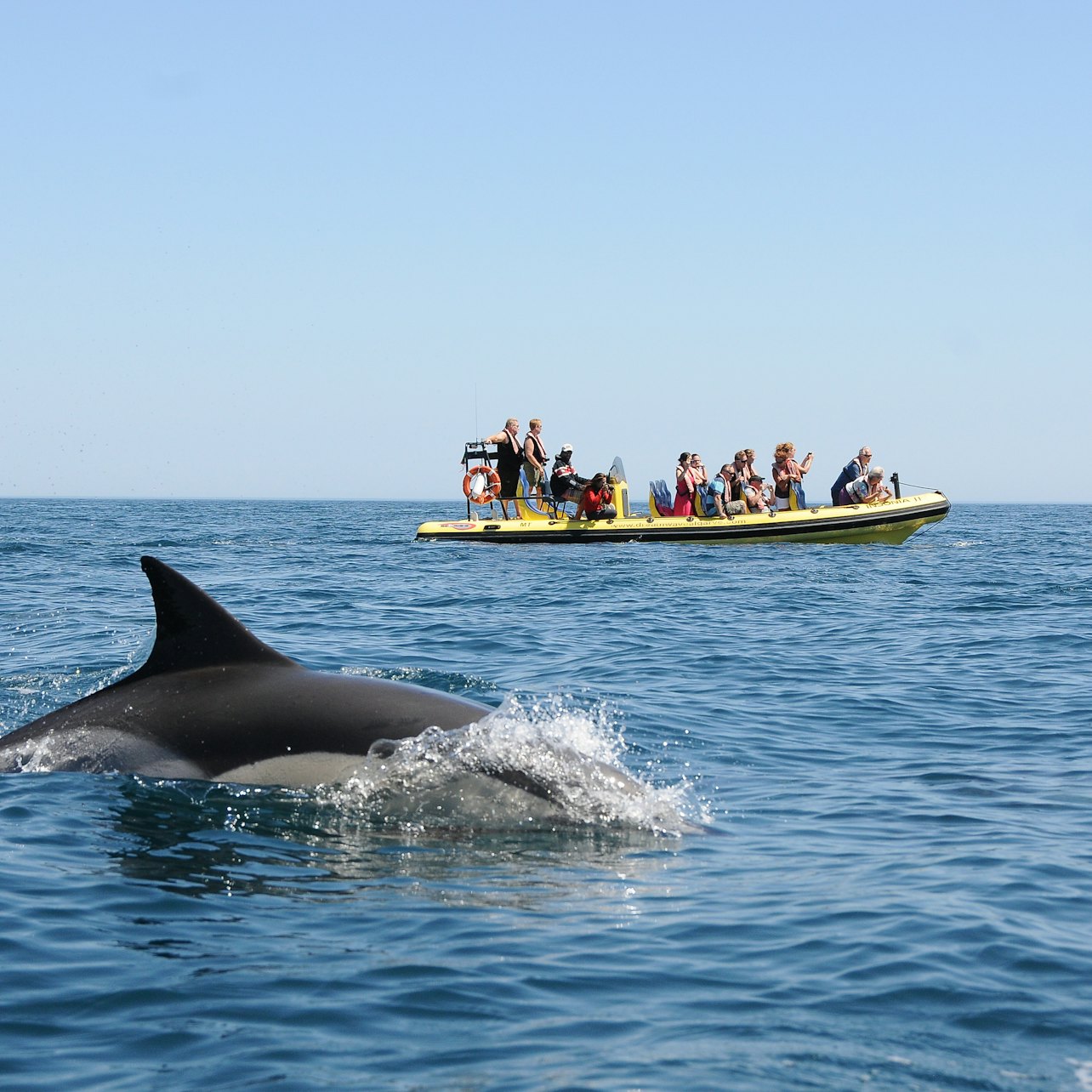 Excursión de cuevas y observación de delfines desde Albufeira en Insónia - Alojamientos en Albufeira