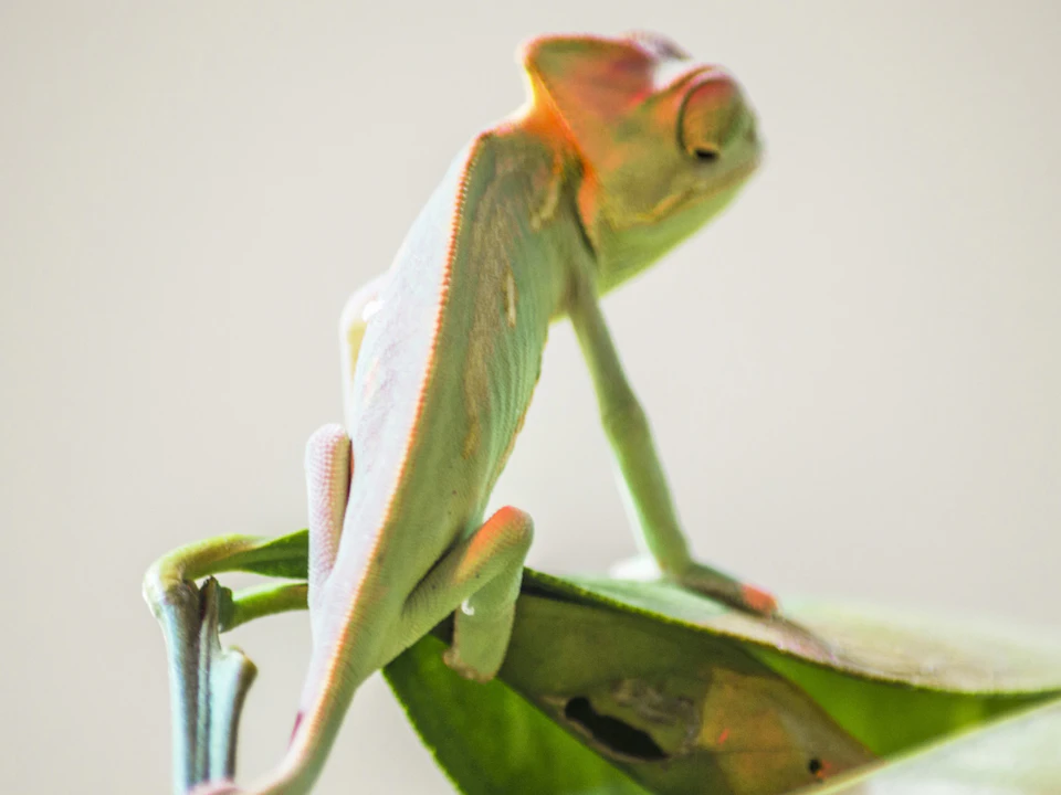 A chameleon perched on a green leaf, blending in with its environment. It has a mix of green and reddish hues.