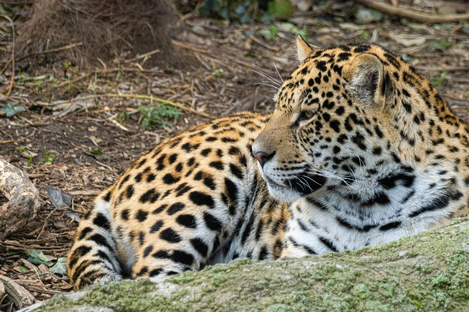 <City 66746> things to do #10: Parrot World - The Immersive Animal Park