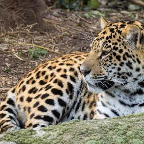 Enclos des Jaguars