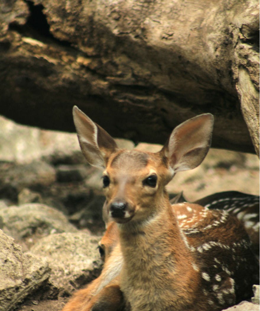Un cérvol jove amb grans orelles i taques blanques a l'esquena s'alça entre roques i arbres.