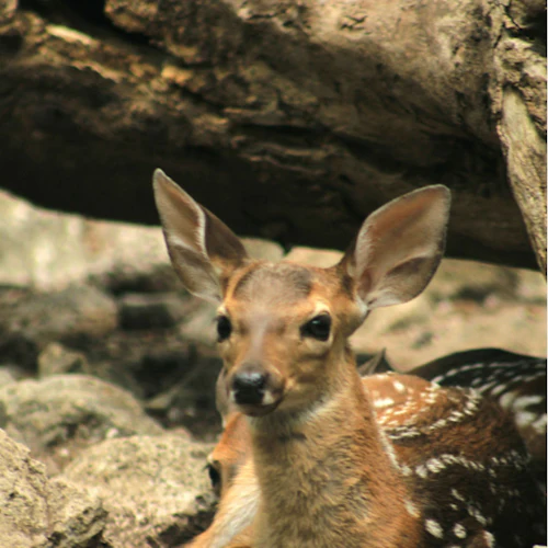 Croco Cun Zoo: Fast Track Ticket - Photo 7