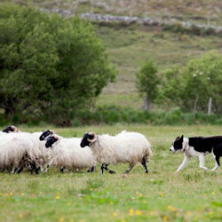 En svartvit hund som vallar en grupp får på ett gräsbevuxet fält med träd och en stenmur i bakgrunden.